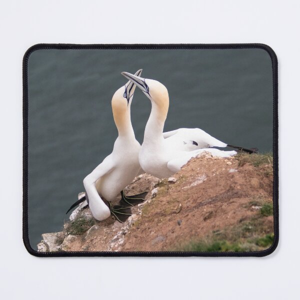 Item preview, Pair of gannets designed and sold by HazelWright.