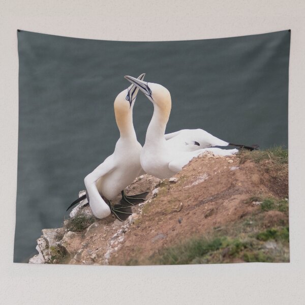 Item preview, Pair of gannets designed and sold by HazelWright.