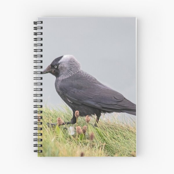 Item preview, Jackdaw on cliff edge designed and sold by HazelWright.