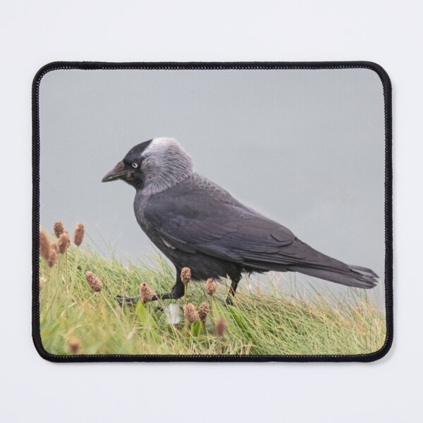 Item preview, Jackdaw on cliff edge designed and sold by HazelWright.