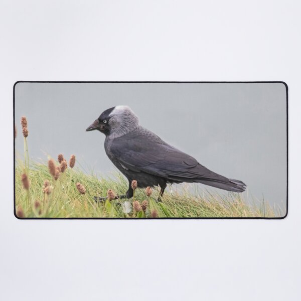 Item preview, Jackdaw on cliff edge designed and sold by HazelWright.