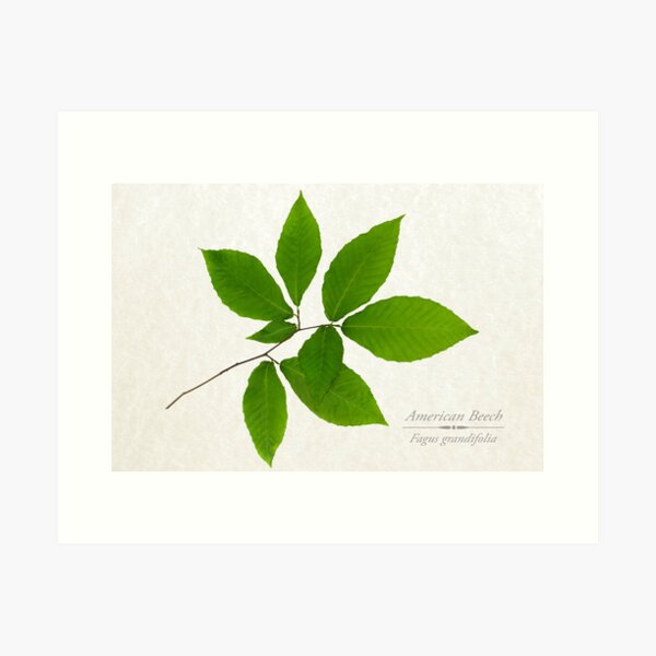 Item preview, American Beech Tree designed and sold by Christina Rollo.