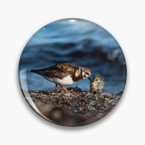 Item preview, Turnstone on Shetland designed and sold by Claire Hawken.