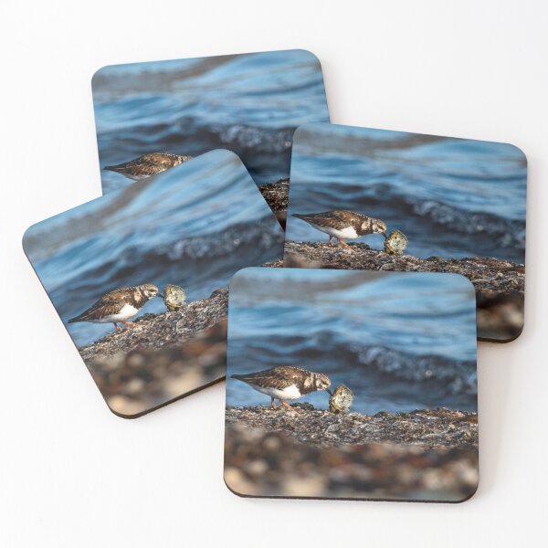 Item preview, Turnstone on Shetland designed and sold by Claire Hawken.