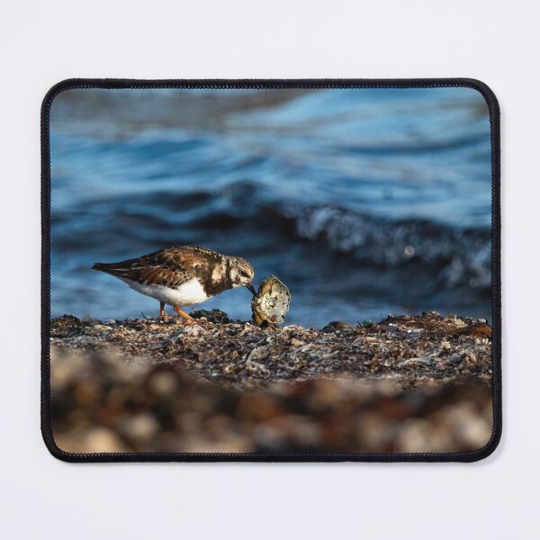Item preview, Turnstone on Shetland designed and sold by Claire Hawken.