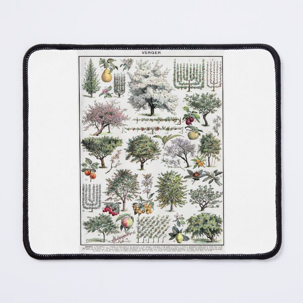 Item preview, Verger Vintage Illustration by Millot - French Orchard Trees Identification designed and sold by molamode.