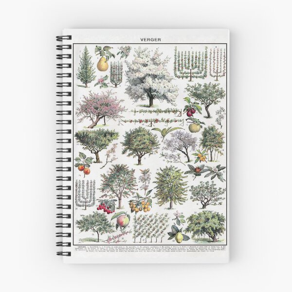Item preview, Verger Vintage Illustration by Millot - French Orchard Trees Identification designed and sold by molamode.