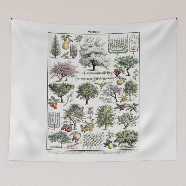 Item preview, Verger Vintage Illustration by Millot - French Orchard Trees Identification designed and sold by molamode.