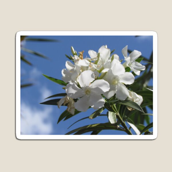Weiße Oleanderblumenphotographie Magnet