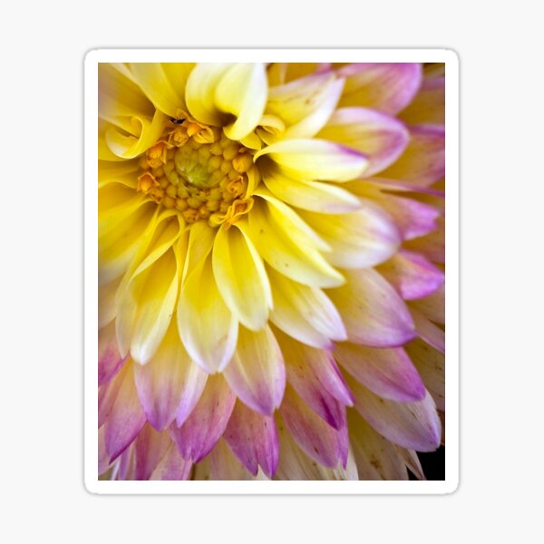 like feathers Sticker