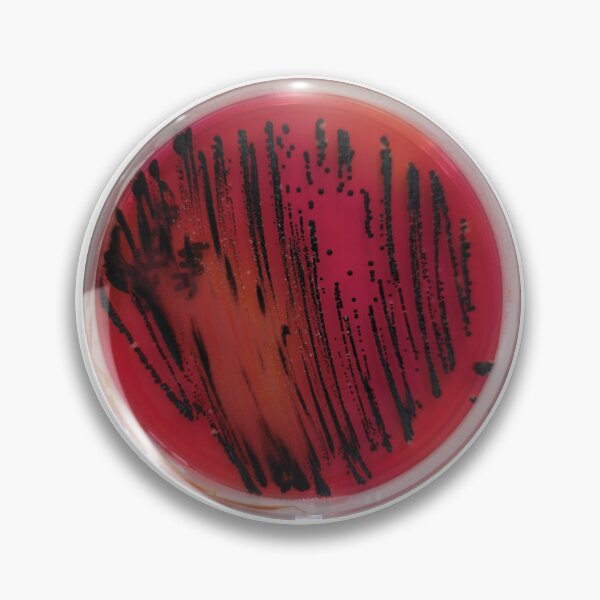 Item preview, Salmonella on XLD designed and sold by Fromthelab.