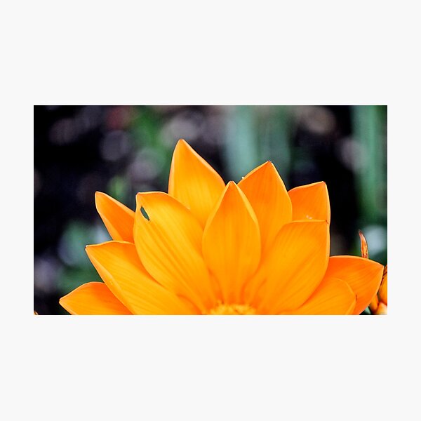 Item preview, Pop of Orange designed and sold by Sophia Spach.