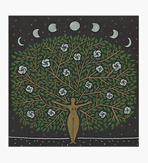 Night Blooming Jasmine Photographic Print