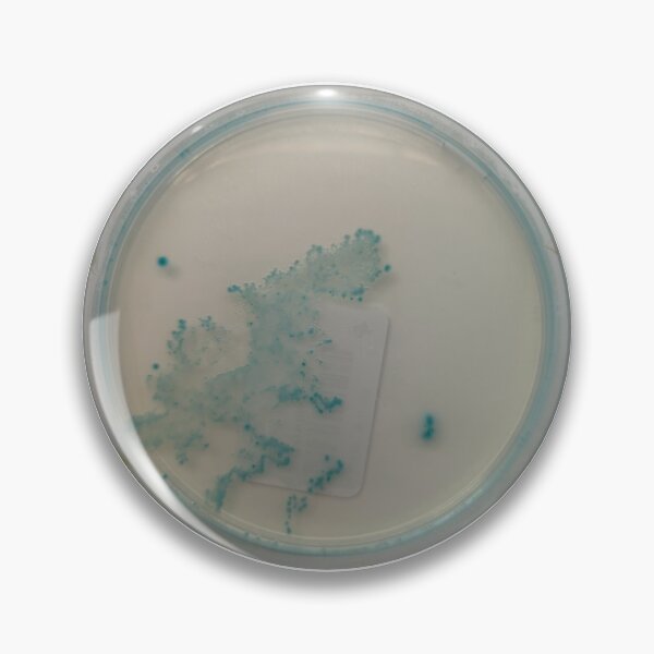 Item preview, E.coli on TBX designed and sold by Fromthelab.