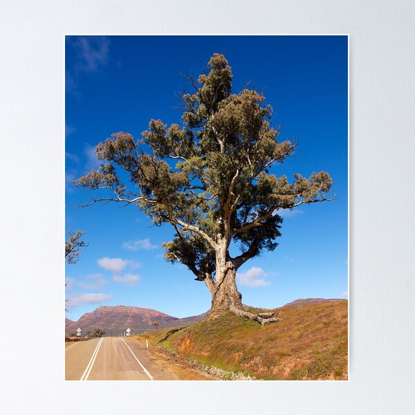 Item preview, Strength, Wilpena Pound. South Australia. designed and sold by johnrf.