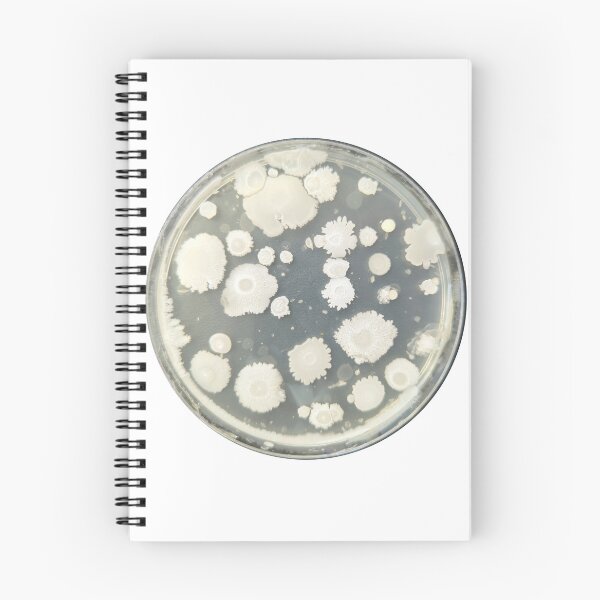 Item preview, Bacillus growing on PCA  designed and sold by Fromthelab.