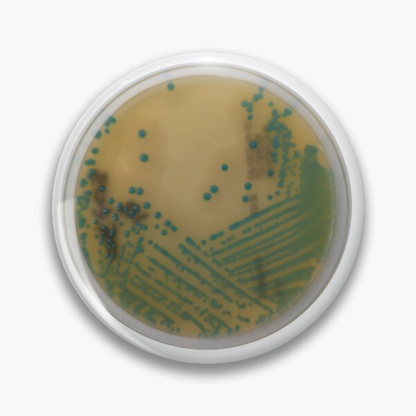 Item preview, Listeria isolation streak designed and sold by Fromthelab.