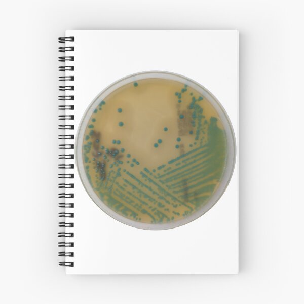 Item preview, Listeria isolation streak designed and sold by Fromthelab.