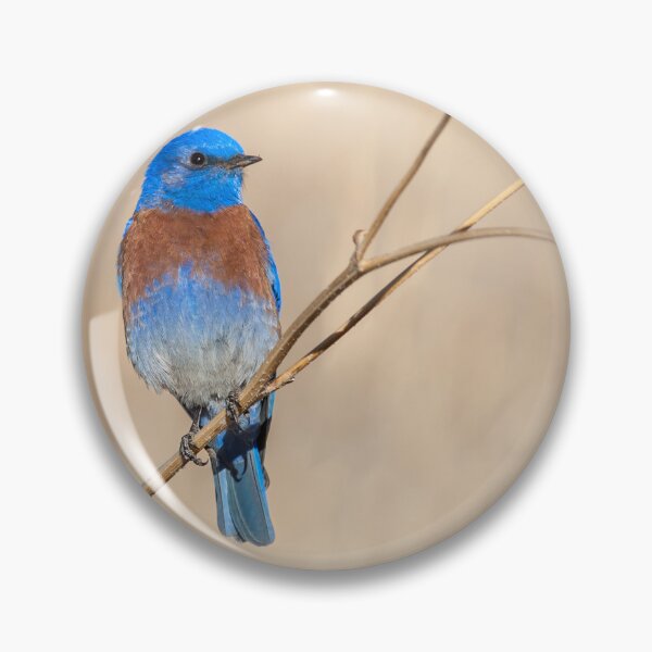 Item preview, Male Western Bluebird Perched on a Sunflower Stalk designed and sold by Jeff Goulden Photography.
