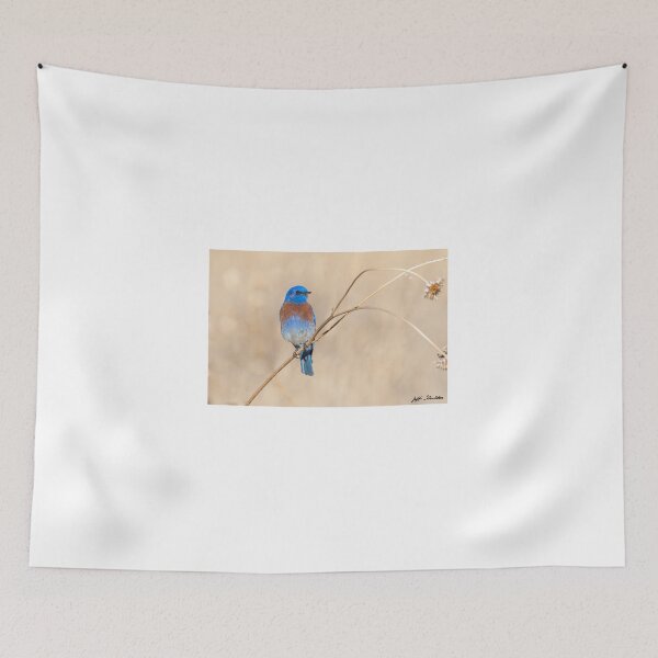 Item preview, Male Western Bluebird Perched on a Sunflower Stalk designed and sold by Jeff Goulden Photography.