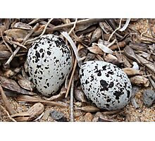 capped plover eggs