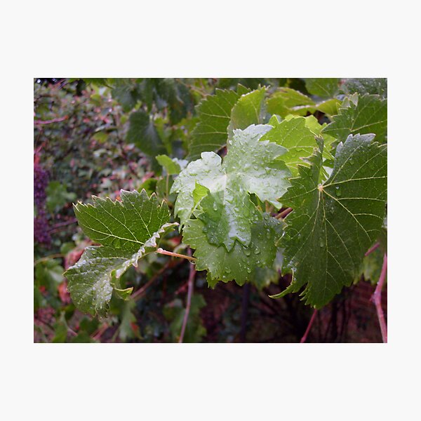 De`Vine Photographic Print