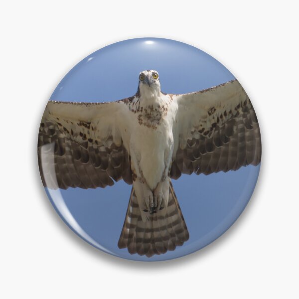 Item preview, Eye contact with Osprey designed and sold by Zina Stromberg.