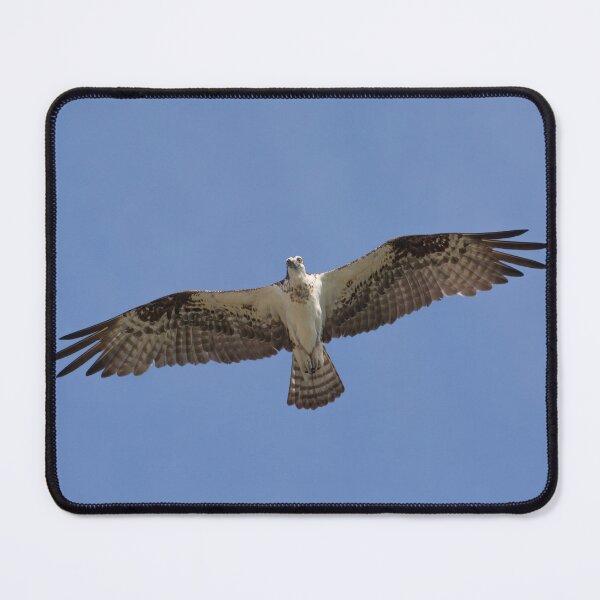 Item preview, Eye contact with Osprey designed and sold by Zina Stromberg.