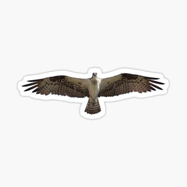 Osprey (Fish Hawk) Sticker for Sale by Futurebeachbum