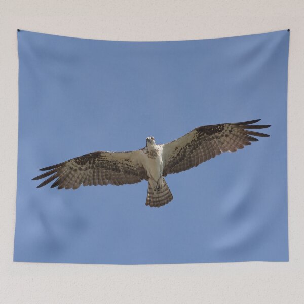 Item preview, Eye contact with Osprey designed and sold by Zina Stromberg.