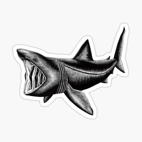 Aperçu de l'œuvre Basking Shark créée et vendue par kohola-kai.