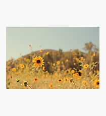 Many Flowers Photographic Print