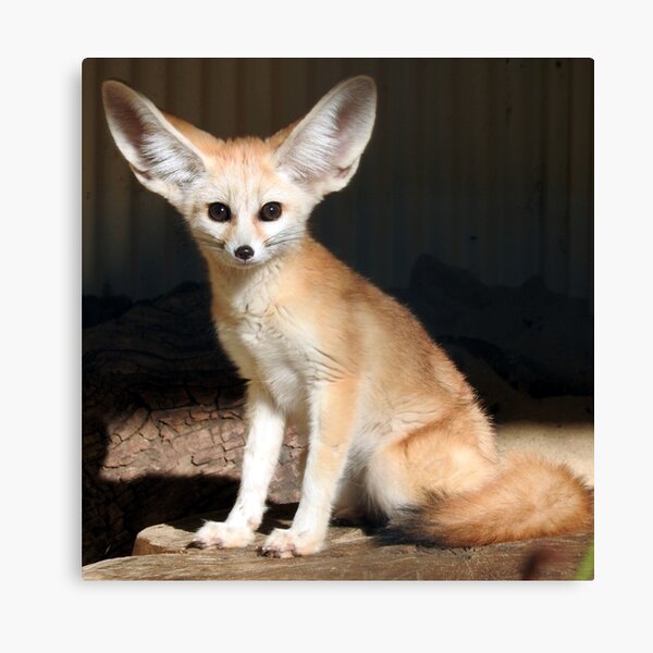 Fennec Fox Impression sur toile