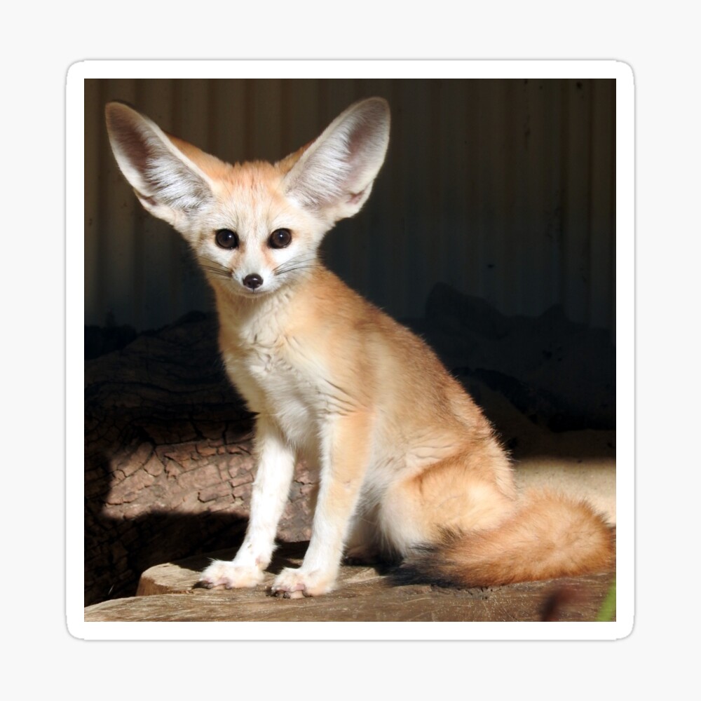 Fennec Fox Poster By Kirstybush Redbubble