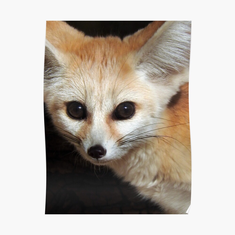 Sticker Fennec Fox Par Kirstybush Redbubble