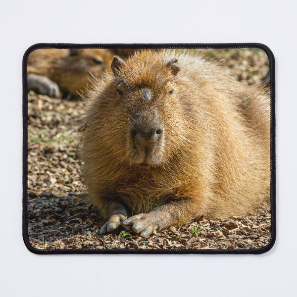 Item preview, don't worry be Cappy designed and sold by Dalyndigital Photography.