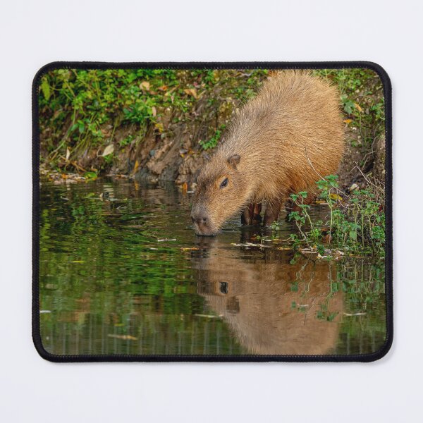 Item preview, Capybara taking the water designed and sold by Dalyndigital Photography.