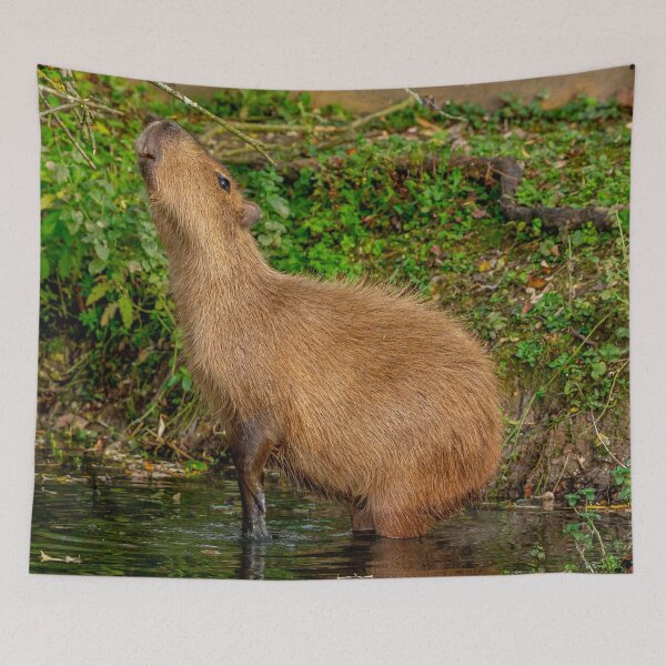 Item preview, Capybara taking the morning air designed and sold by Dalyndigital Photography.
