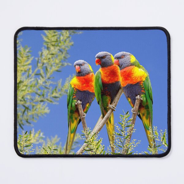 Item preview, Rainbow Lorikeet Love, Australian Birds, Bright and Colorful Birds with personality and sparkle designed and sold by Orianah.