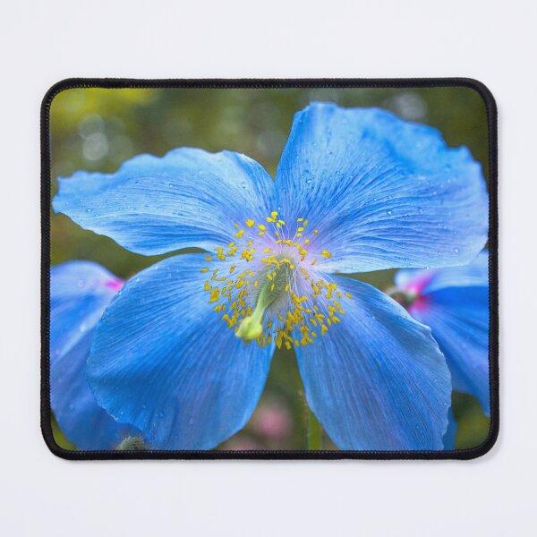 Item preview, Himalayan Blue Poppy  designed and sold by Alisonchambers2.
