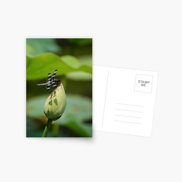 Wing Shadows Postcard
