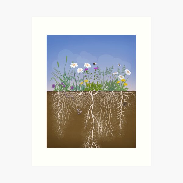 Item preview, Meadow profile with root systems designed and sold by Vicky Bowskill.