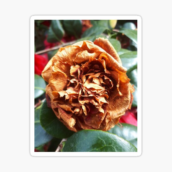 Camellia Flower Sticker – CJ's Sticker Shop