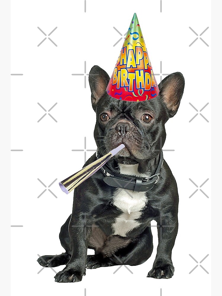 Impression Rigide Anniversaire De Bouledogue Francais Par Cafepretzel Redbubble