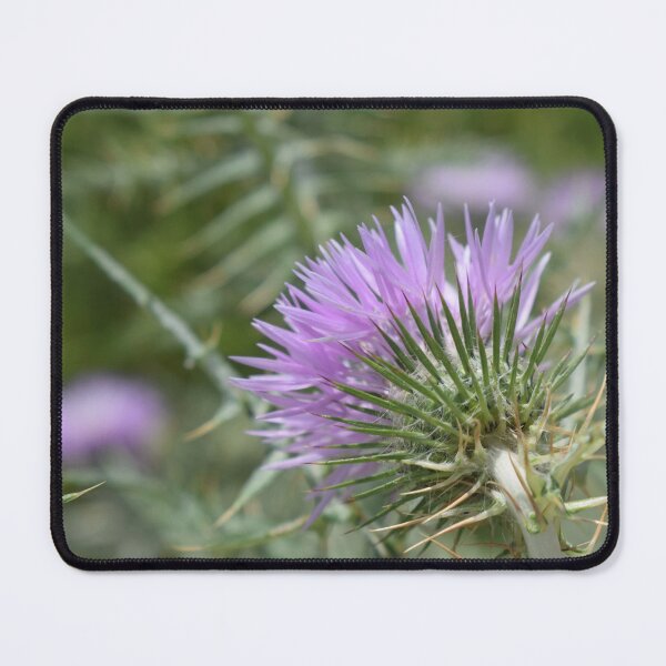 Item preview, Galactites tomentosa 1 designed and sold by Furiarossa.
