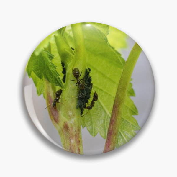 Item preview, Ants farming aphids   designed and sold by J-Brezy.