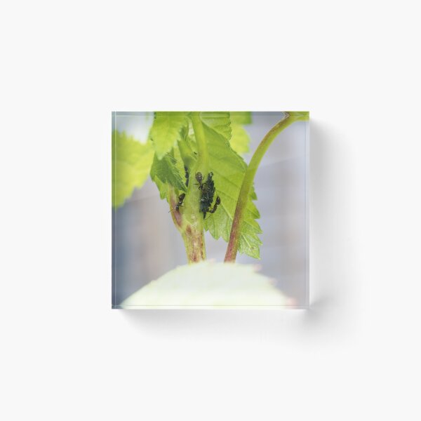 Item preview, Ants farming aphids   designed and sold by J-Brezy.