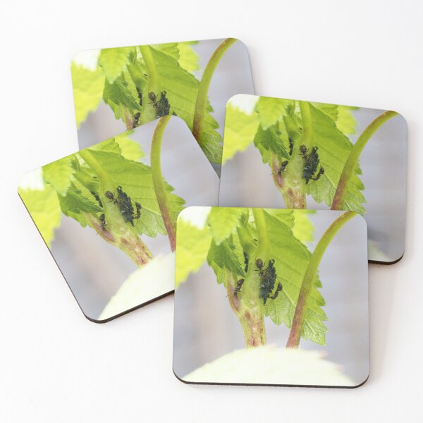 Item preview, Ants farming aphids   designed and sold by J-Brezy.
