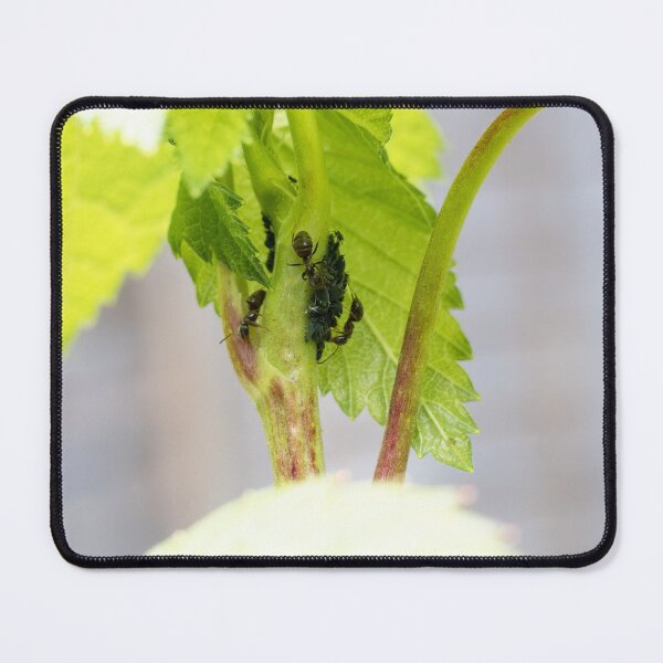 Item preview, Ants farming aphids   designed and sold by J-Brezy.