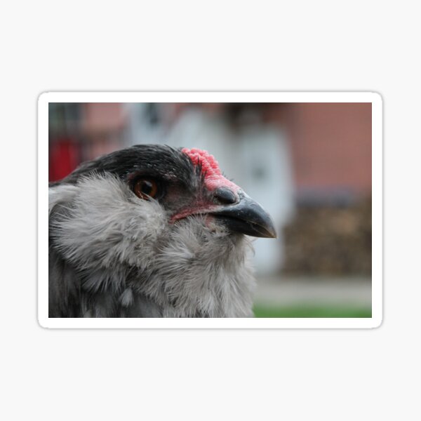 “Beautiful gray Ameraucana rooster” Sticker for Sale by NebulaP | Redbubble